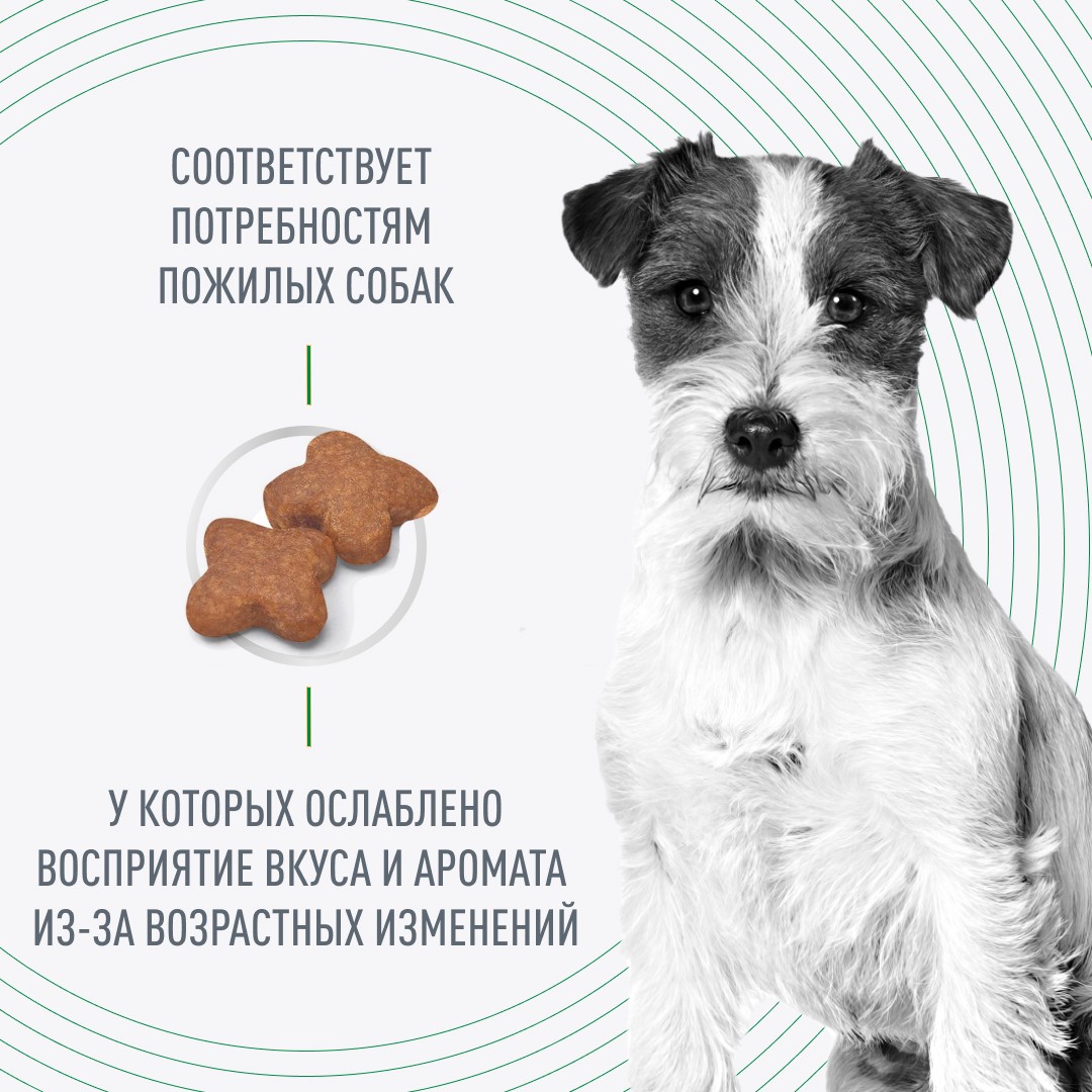 Корм для собак ROYAL CANIN Mini Adult 8+ для мелких пород (до 10кг) старше 8 лет сух.