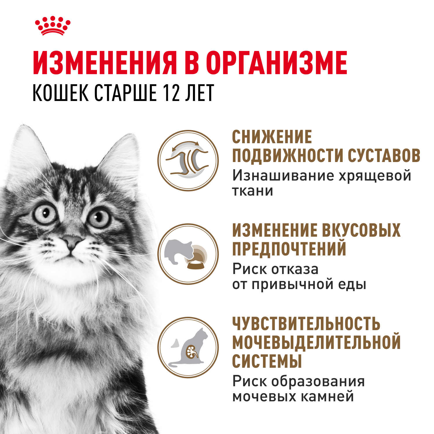 Корм для кошек ROYAL CANIN Ageing 12+ старше 12 лет, в желе конс.