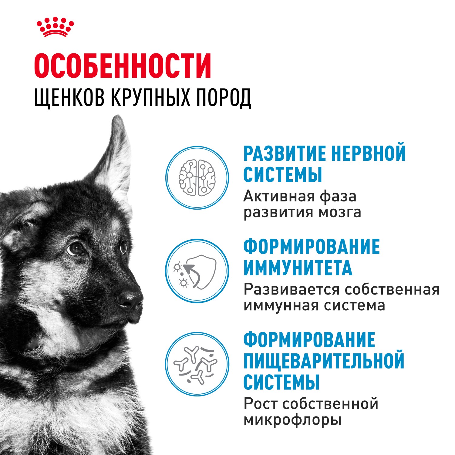 Корм для щенков ROYAL CANIN Maxi Puppy для крупных пород до 15 месяцев, сух.