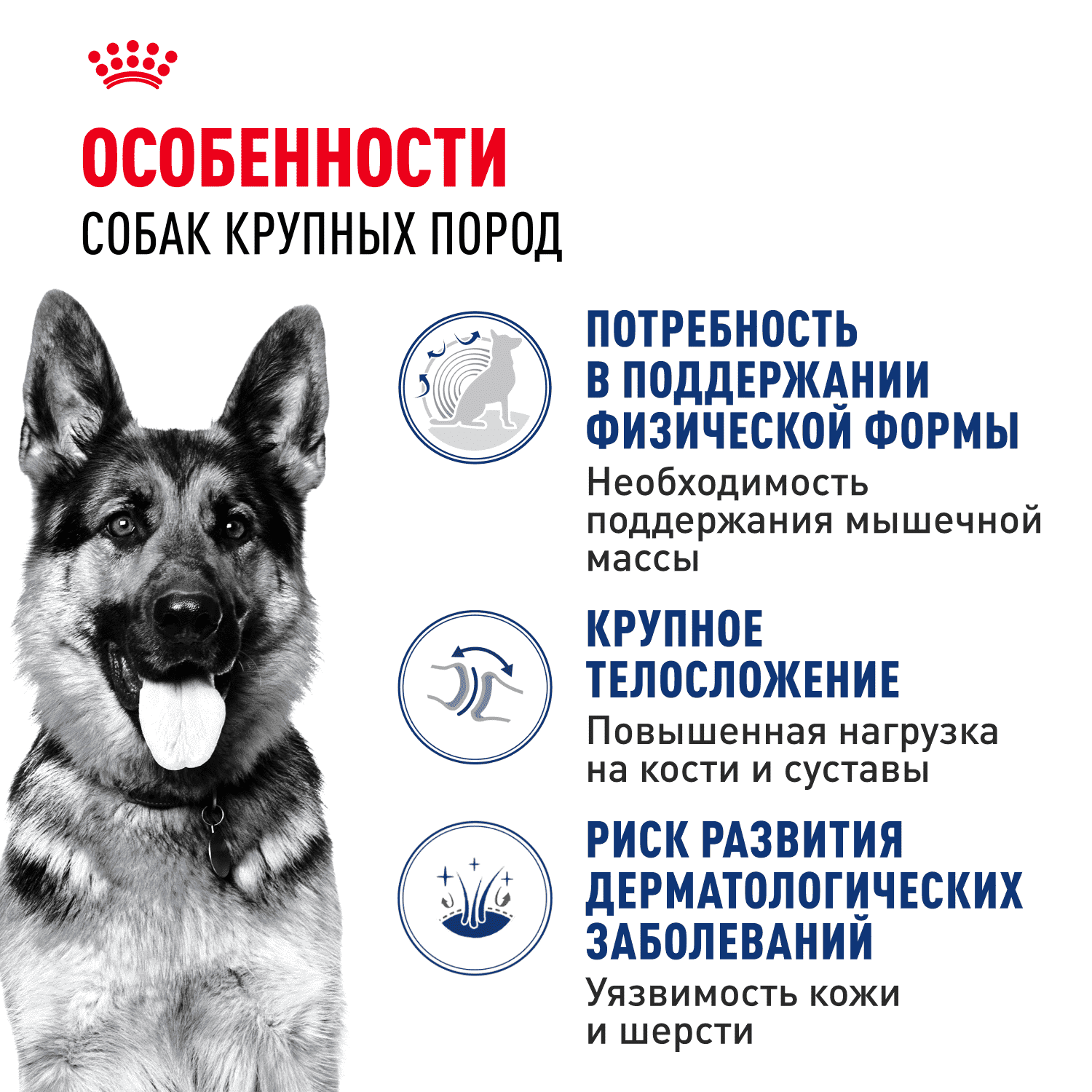 Корм для собак ROYAL CANIN Maxi Adult для крупных пород от 15 месяцев до 5 лет, сух.