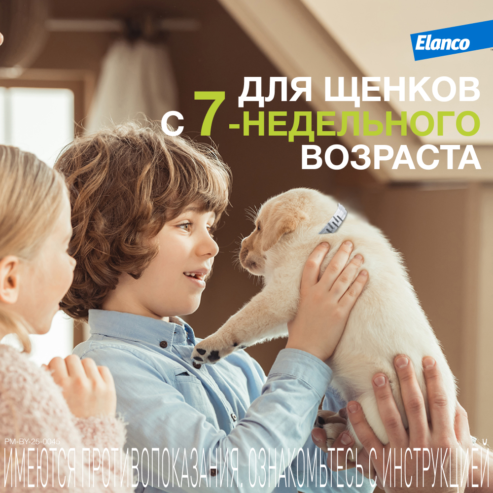 Ошейник для собак ELANCO Форесто до 8кг от клещей, блох и вшей, защита 8 месяцев 38см