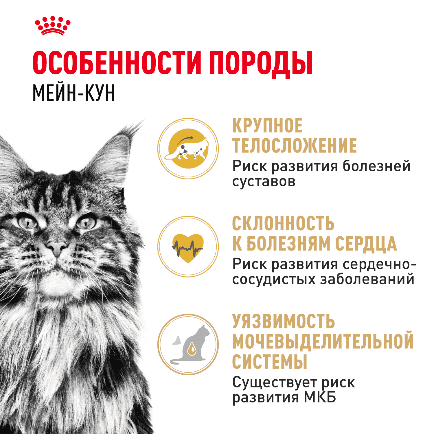 Корм для кошек ROYAL CANIN Maine Coon сбалансированный для породы мэйн кун сух.