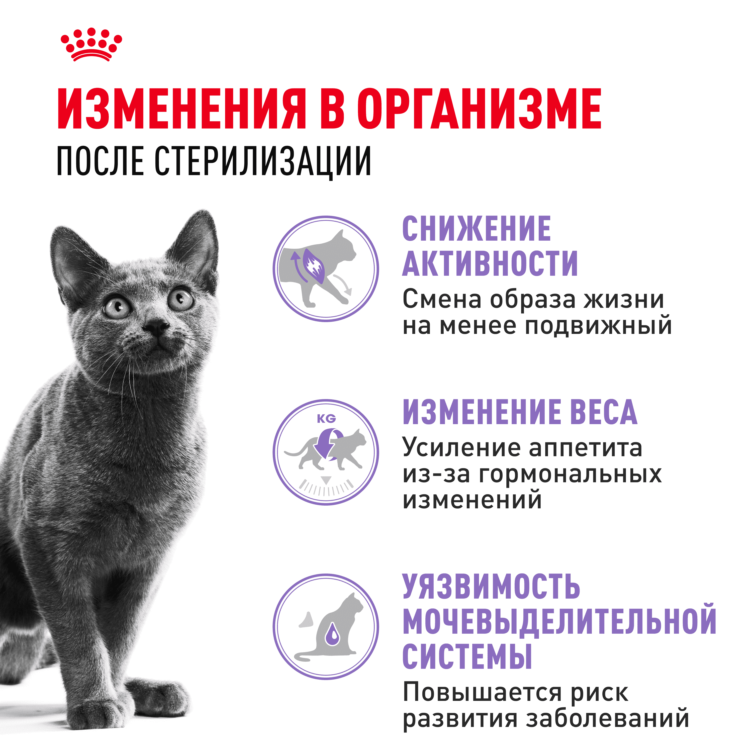 Корм для кошек ROYAL CANIN Sterilised 37 сбалансированный для стерилизованных сух.