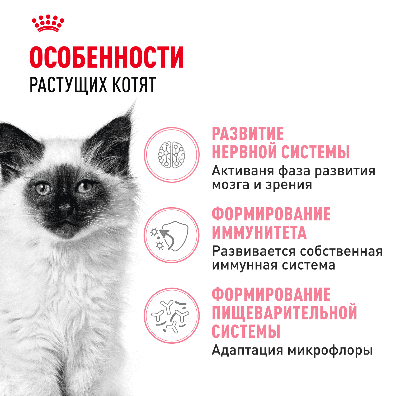 Корм для котят ROYAL CANIN сбалансированный в период второй фазы роста сух.
