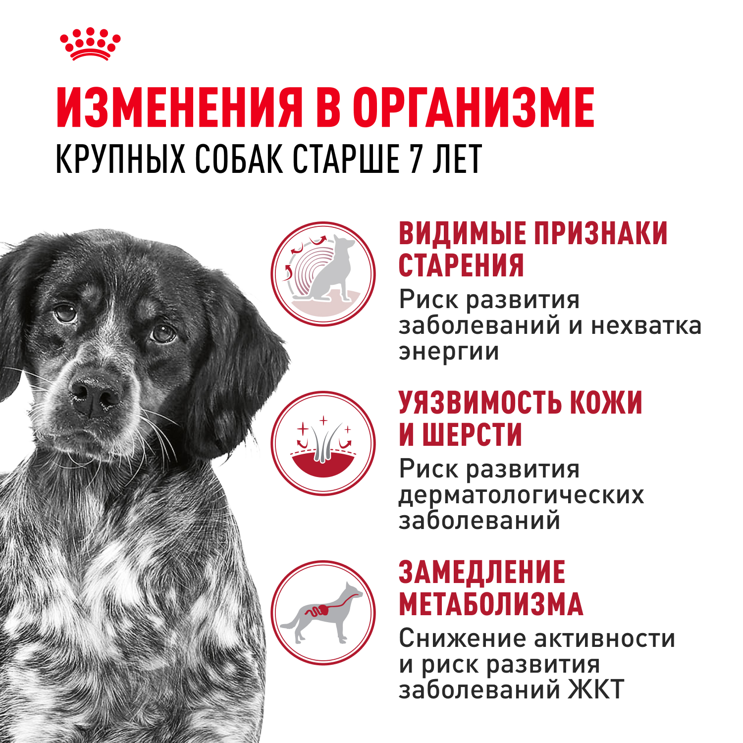 Корм для собак ROYAL CANIN Medium Adult 7+ для средних пород от 7 лет сух.