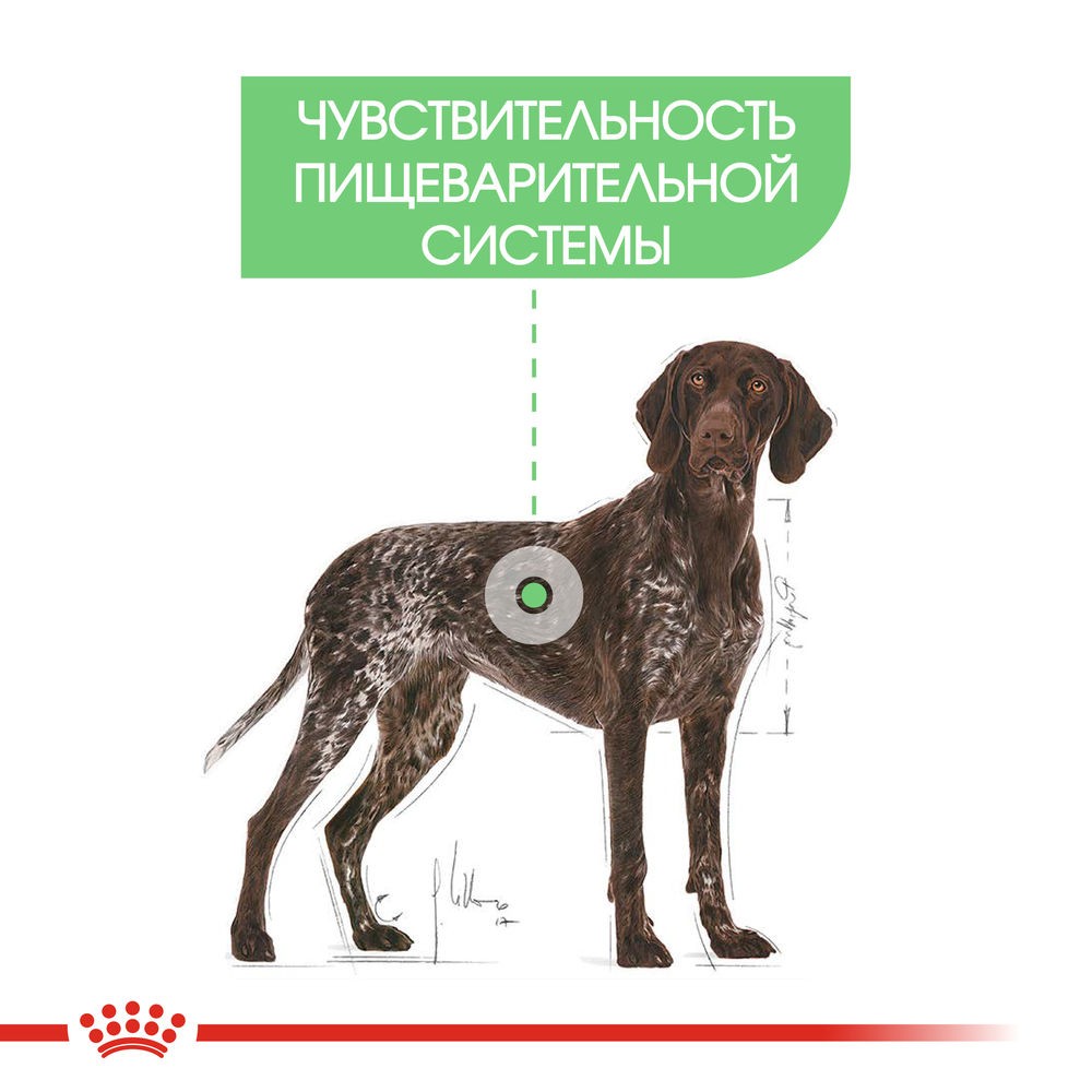 Корм для собак ROYAL CANIN Size Maxi Digestive Care для крупных пород с чувствительным пищеварением сух.