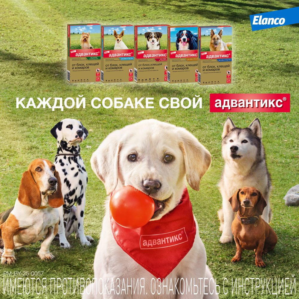Капли для собак ELANCO Адвантикс от блох, клещей и комаров 40 (до 4кг веса) 1 пипетка в упак.