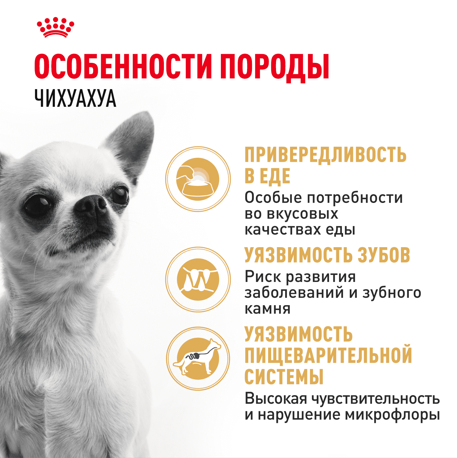 Корм для собак ROYAL CANIN Chihuahua Adult для породы чихуахуа от 8 месяцев сух.