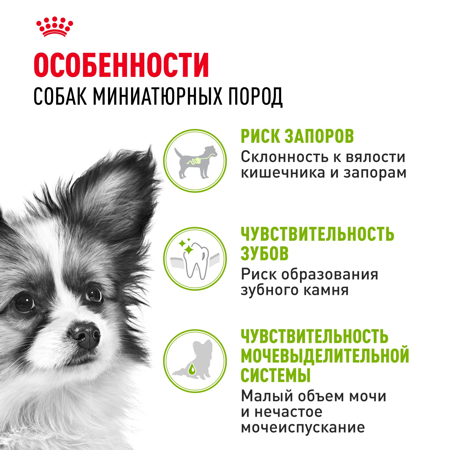 Корм для собак ROYAL CANIN Size X-Small Adult для миниатюрных пород от 10 месяцев до 8 лет сух.