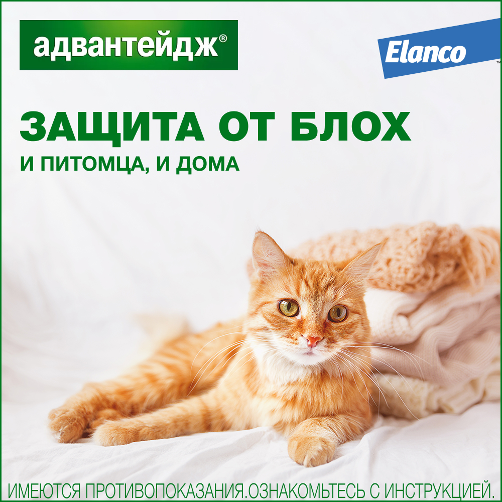 Капли для котят и кошек ELANCO Адвантейдж от блох (более 4кг) 1 пипетка в упаковке 0,8мл