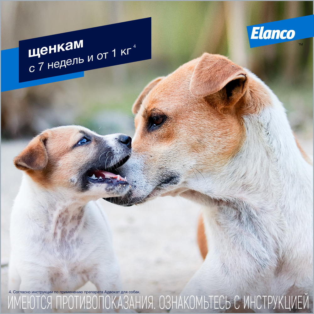 Капли для собак ELANCO Адвокат 250 от чесоточных клещей, блох и гельм. 10-25кг 2,5мл 1 пип.в упак.