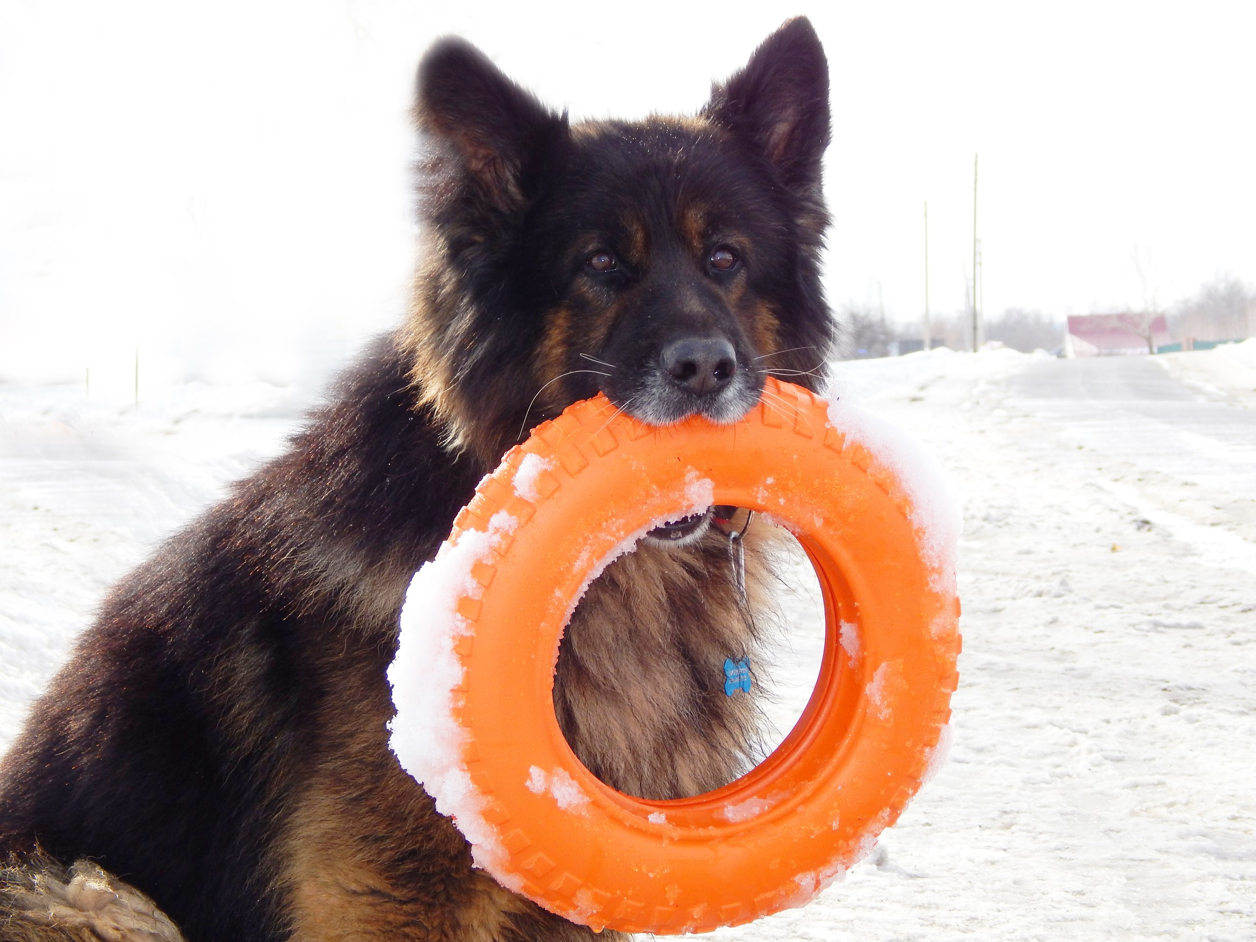Игрушка для собак DOGLIKE Шинка Гига (Оранжевый)