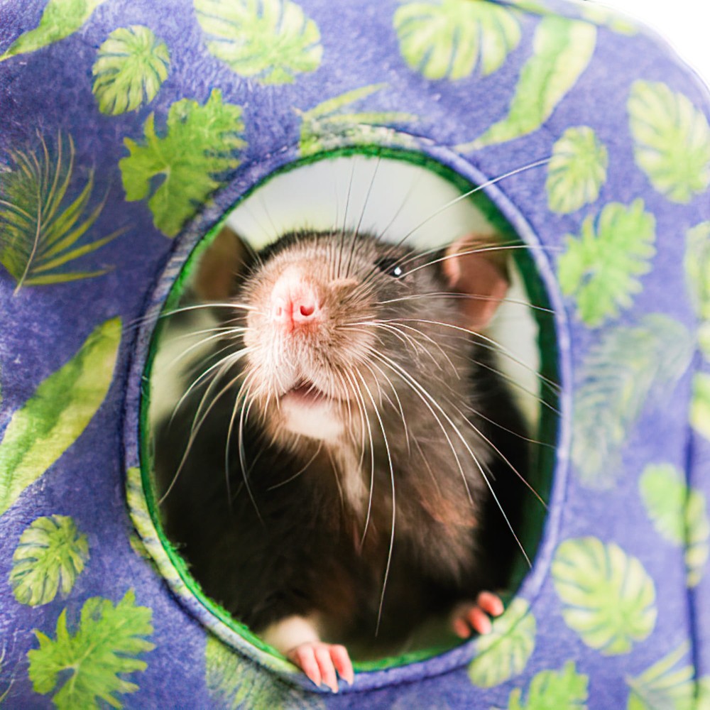 Домик-гамак для грызунов и хорьков BAMBINI PETS Куб подвесной из фетра 16х16х16см