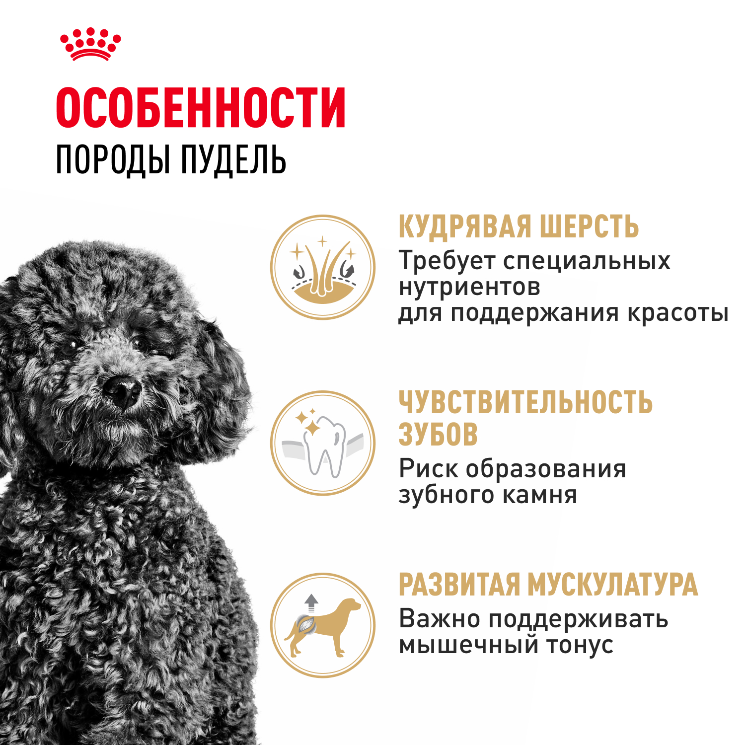 Корм для собак ROYAL CANIN Poodle для породы пудель от 10 месяцев сух.