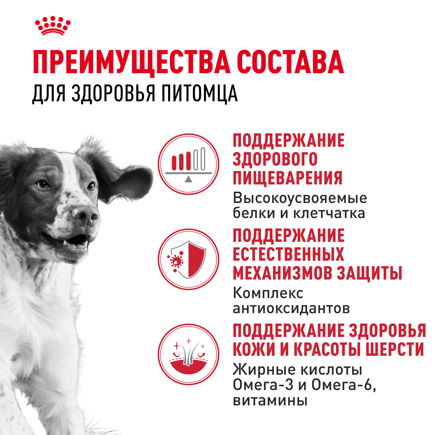 Корм для собак ROYAL CANIN Medium для средних пород, кусочки в соусе пауч