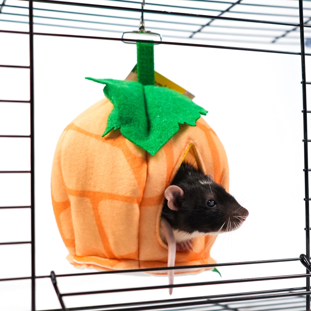 Домик для грызунов и хорьков BAMBINI PETS Тыковка из фетра 18х18х15см
