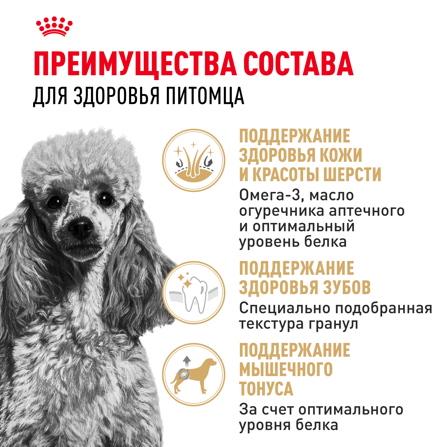Корм для собак ROYAL CANIN Poodle для породы пудель от 10 месяцев сух.