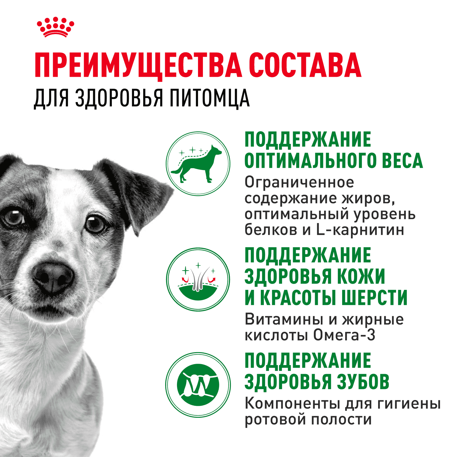 Корм для собак ROYAL CANIN Mini Adult для мелких пород от 10 месяцев сух.