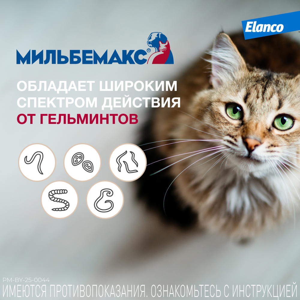Антигельминтик для кошек ELANCO Мильбемакс (4-8кг), 2 таблетки