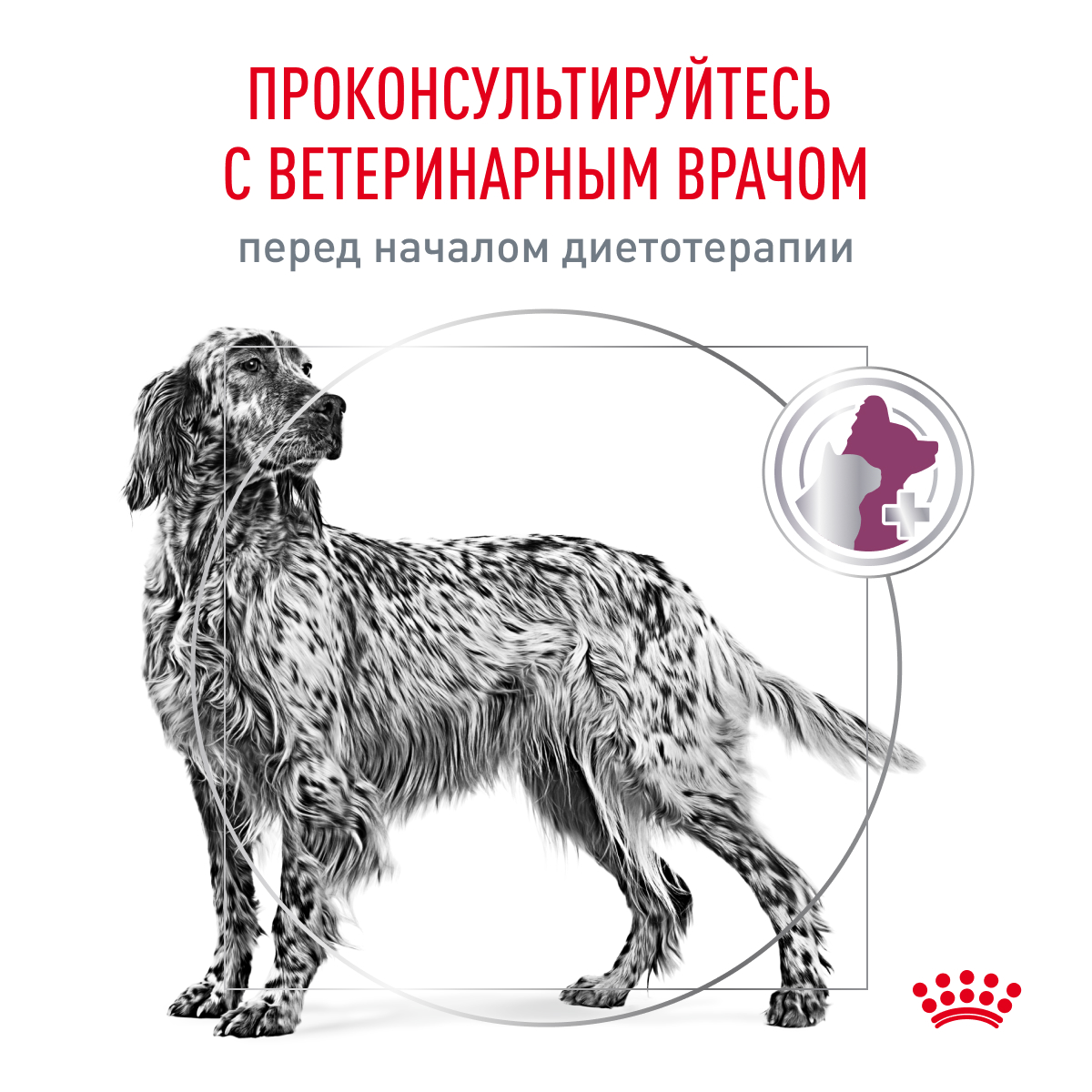 Корм для собак ROYAL CANIN Renal RF 14 Canine для поддержания функции почек, сух.