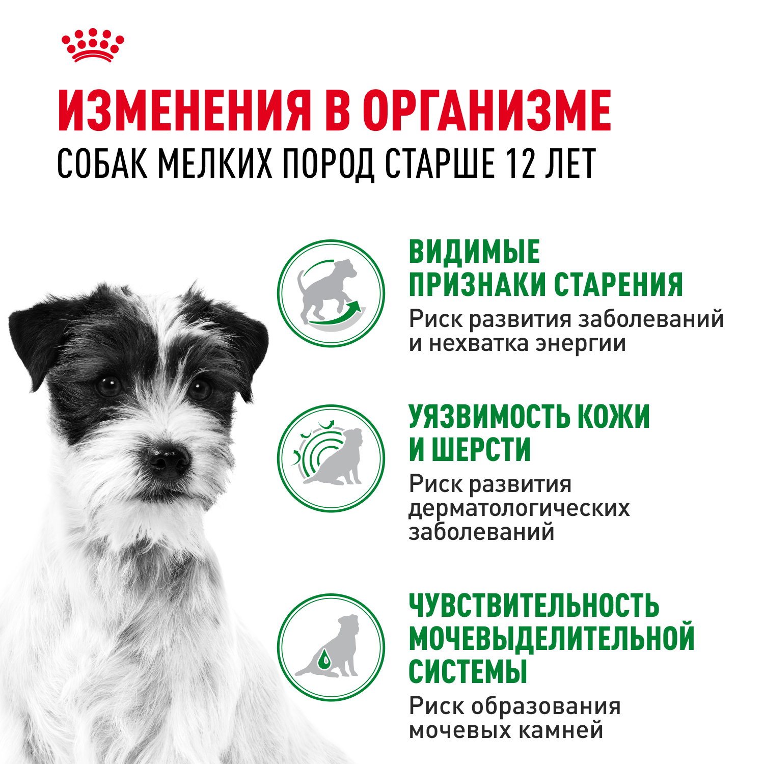 Корм для собак ROYAL CANIN Mini Ageing 12+ для стареющих, мелких пород пауч