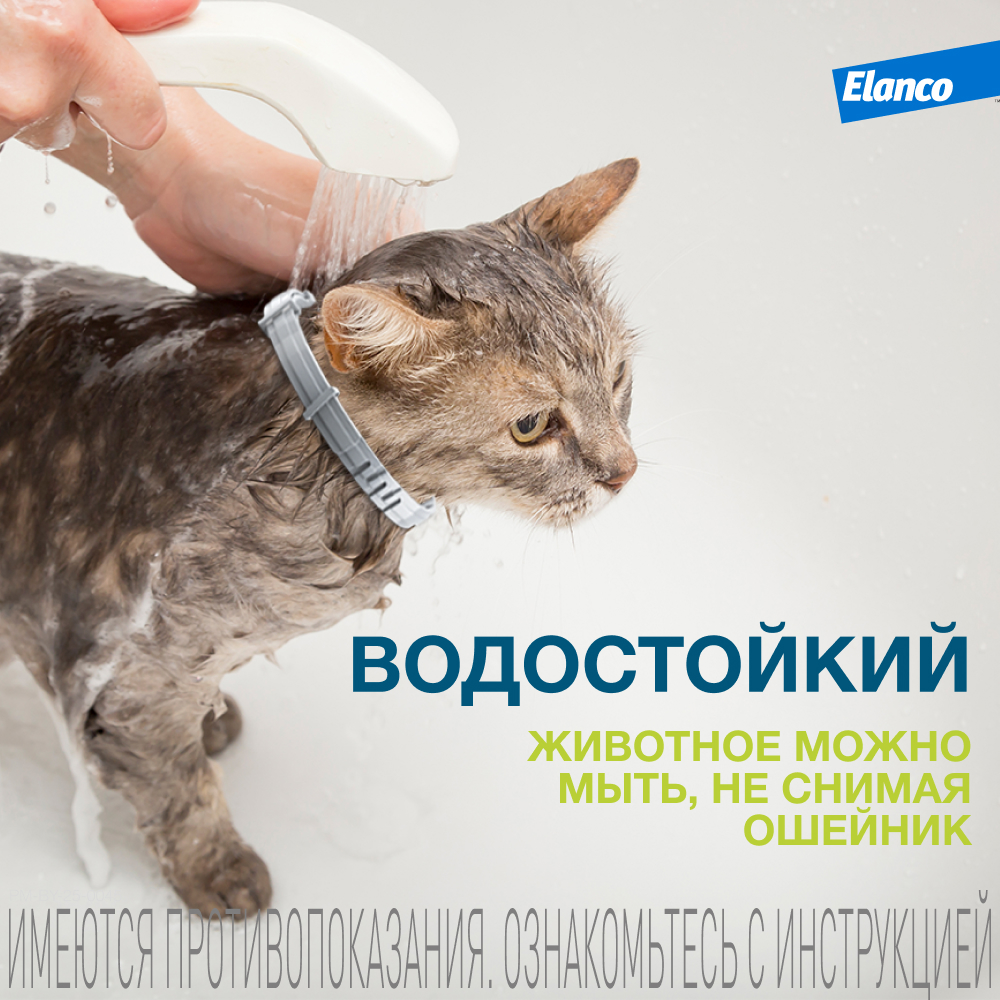 Ошейник для кошек ELANCO Форесто от клещей, блох и вшей, защита 8 месяцев