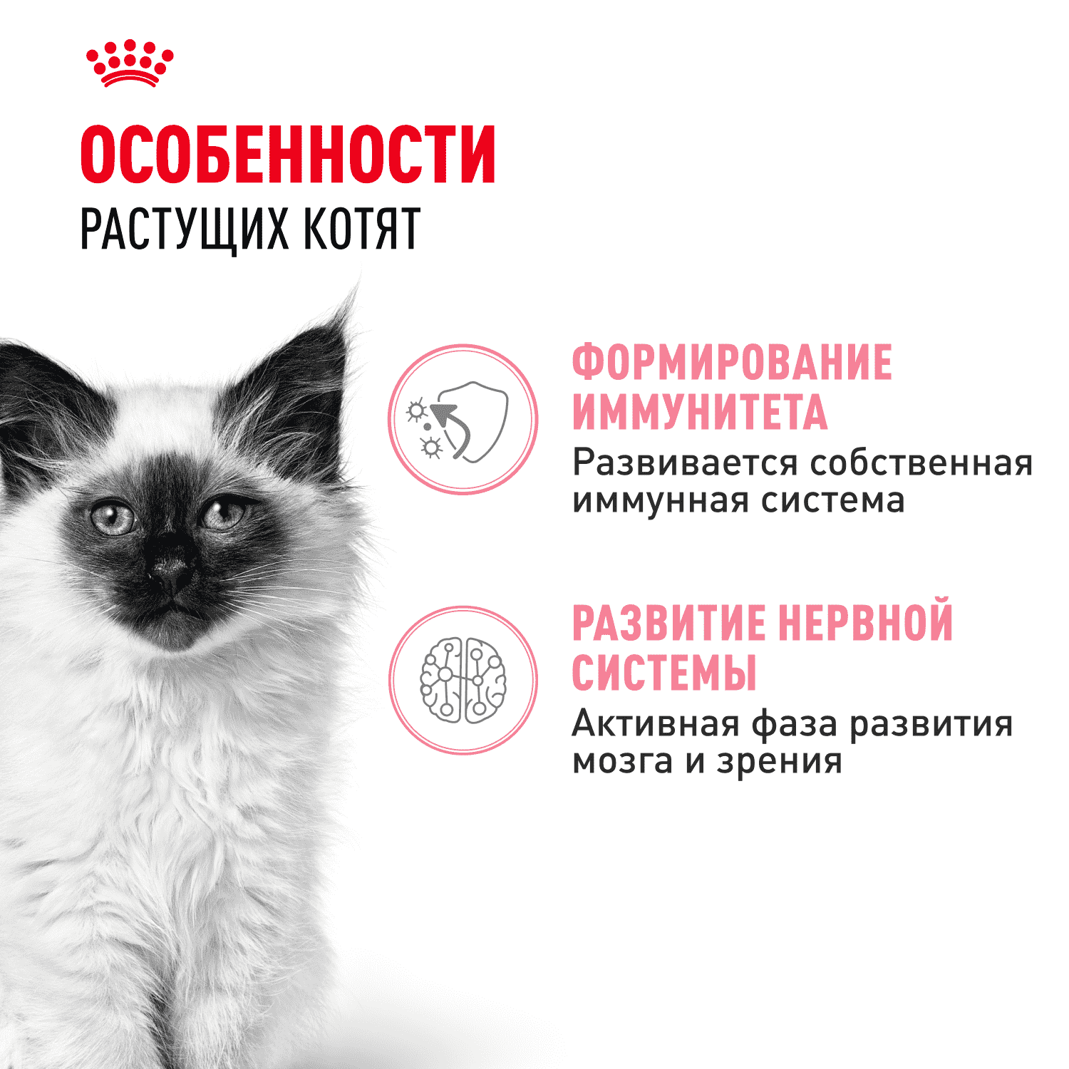 Корм для котят ROYAL CANIN в период третьей фазы роста до 12 месяцев, мясо в соусе пауч