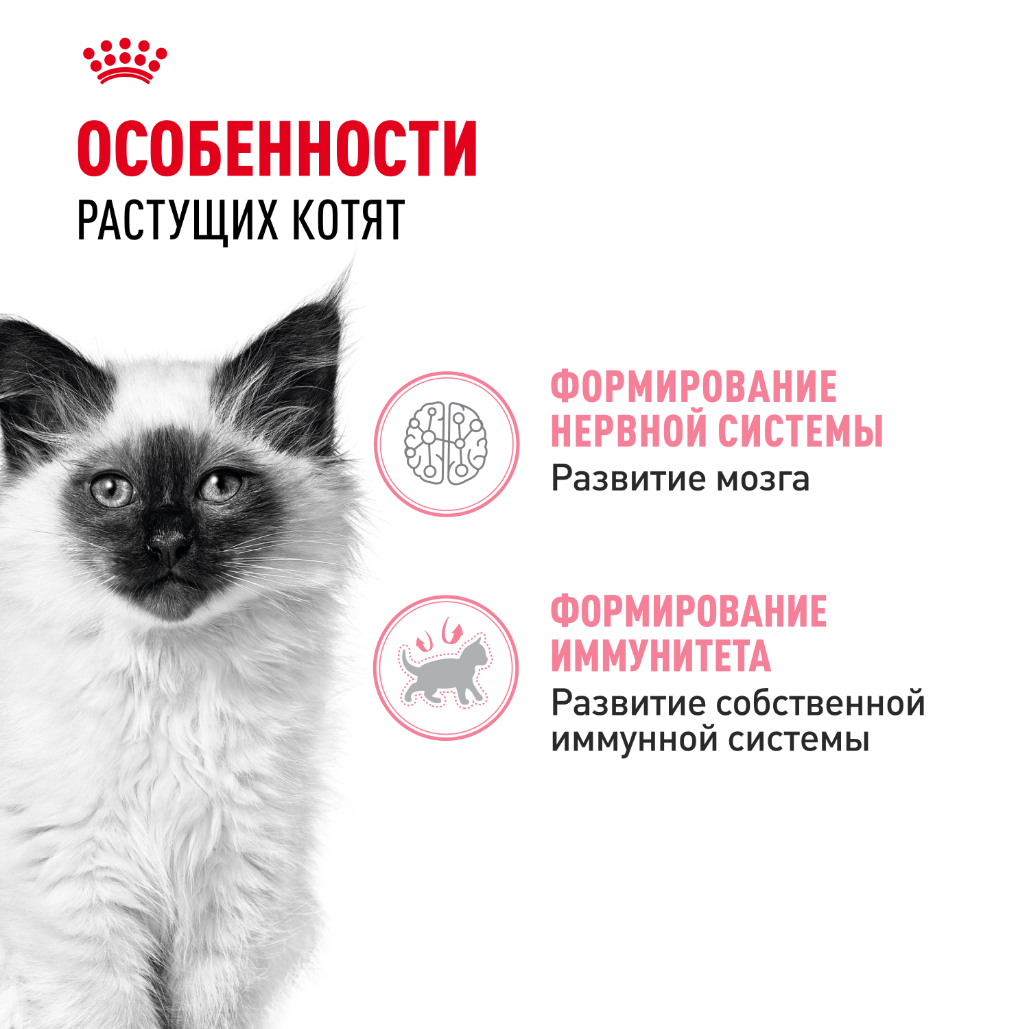 Корм для котят ROYAL CANIN в период третьей фазы роста, мясо в желе пауч