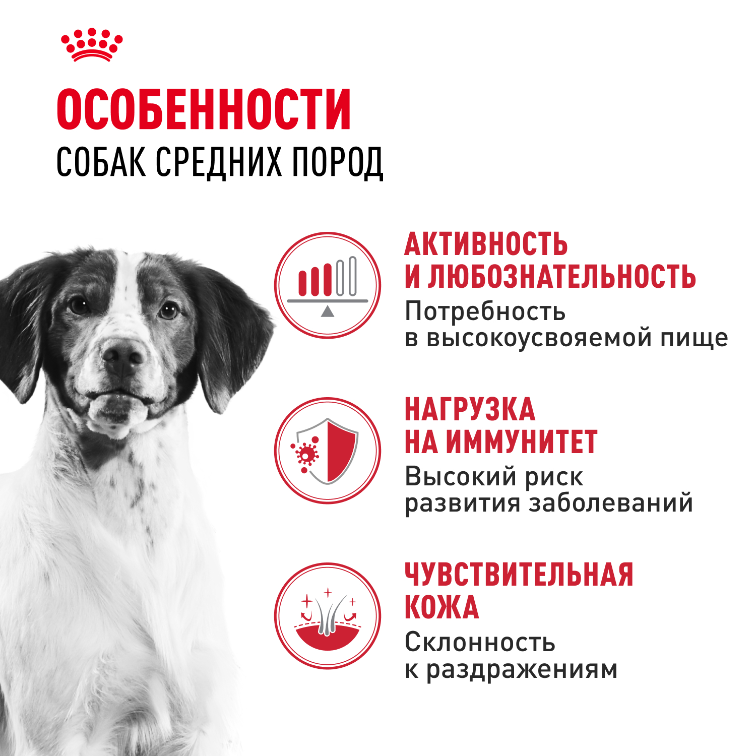 Корм для собак ROYAL CANIN Medium для средних пород, кусочки в соусе пауч