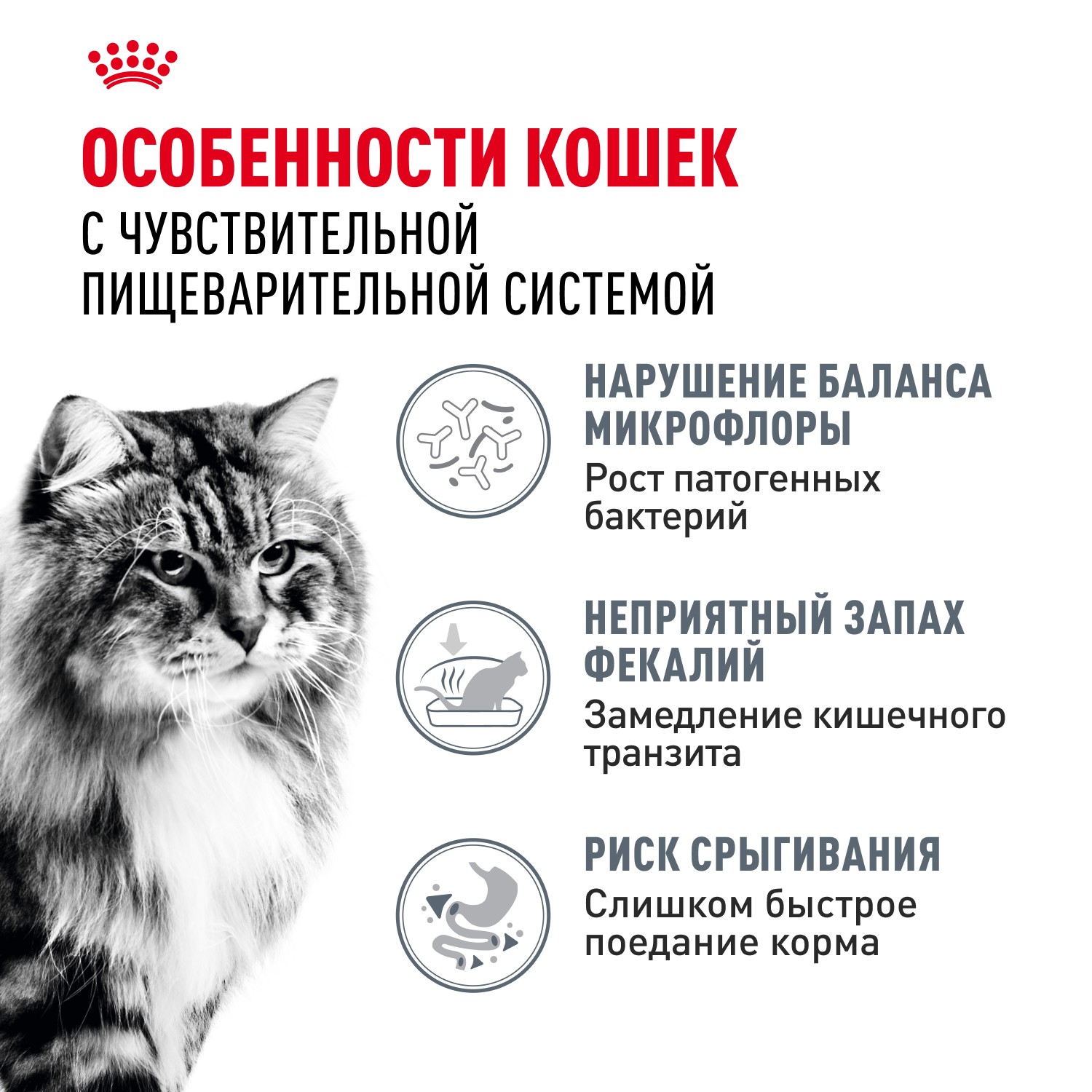 Корм для кошек ROYAL CANIN Digestive Comfort при расстройстве пищеварения сух.