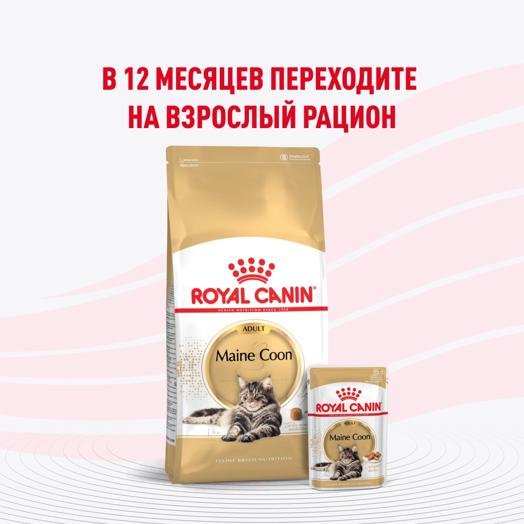 Корм для котят ROYAL CANIN Maine Coon для породы Мэйн Кун, кусочки в соусе пауч