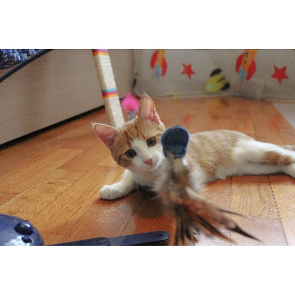Игрушка для кошек FERPLAST Raptor электронная