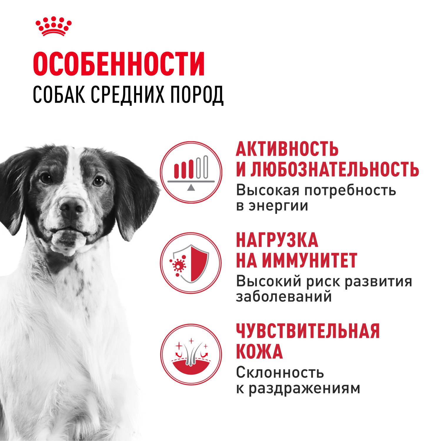 Корм для собак ROYAL CANIN Medium Adult для средних пород от 12 месяцев сух.