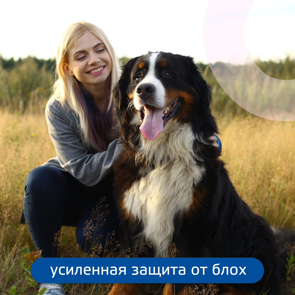Капли для собак KRKA Фиприст Комбо от клещей и усиленным действием против блох (2-10кг) 0,67мл, 1 пипетка