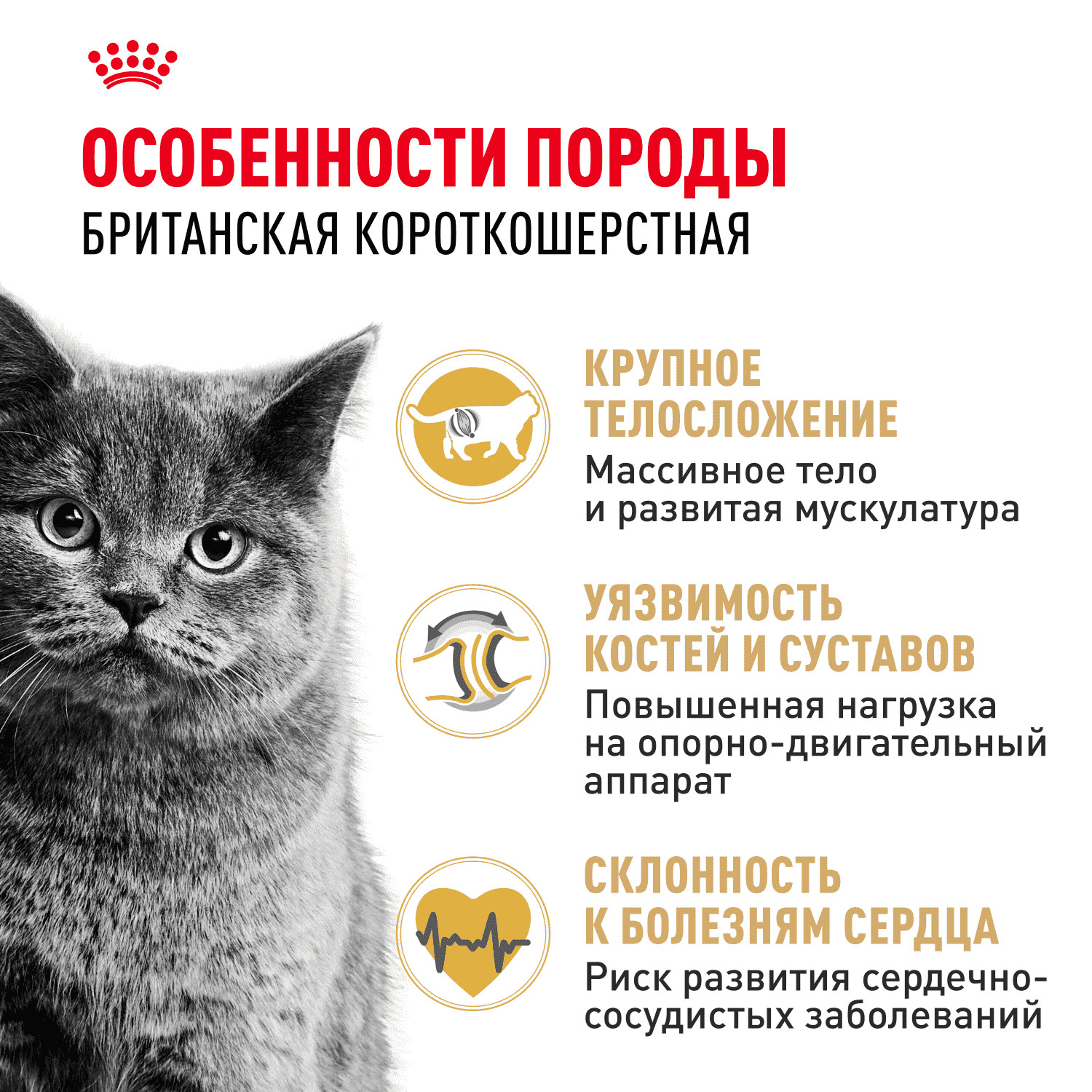 Корм для кошек ROYAL CANIN British Shorthair для породы британская короткошёрстная сух.