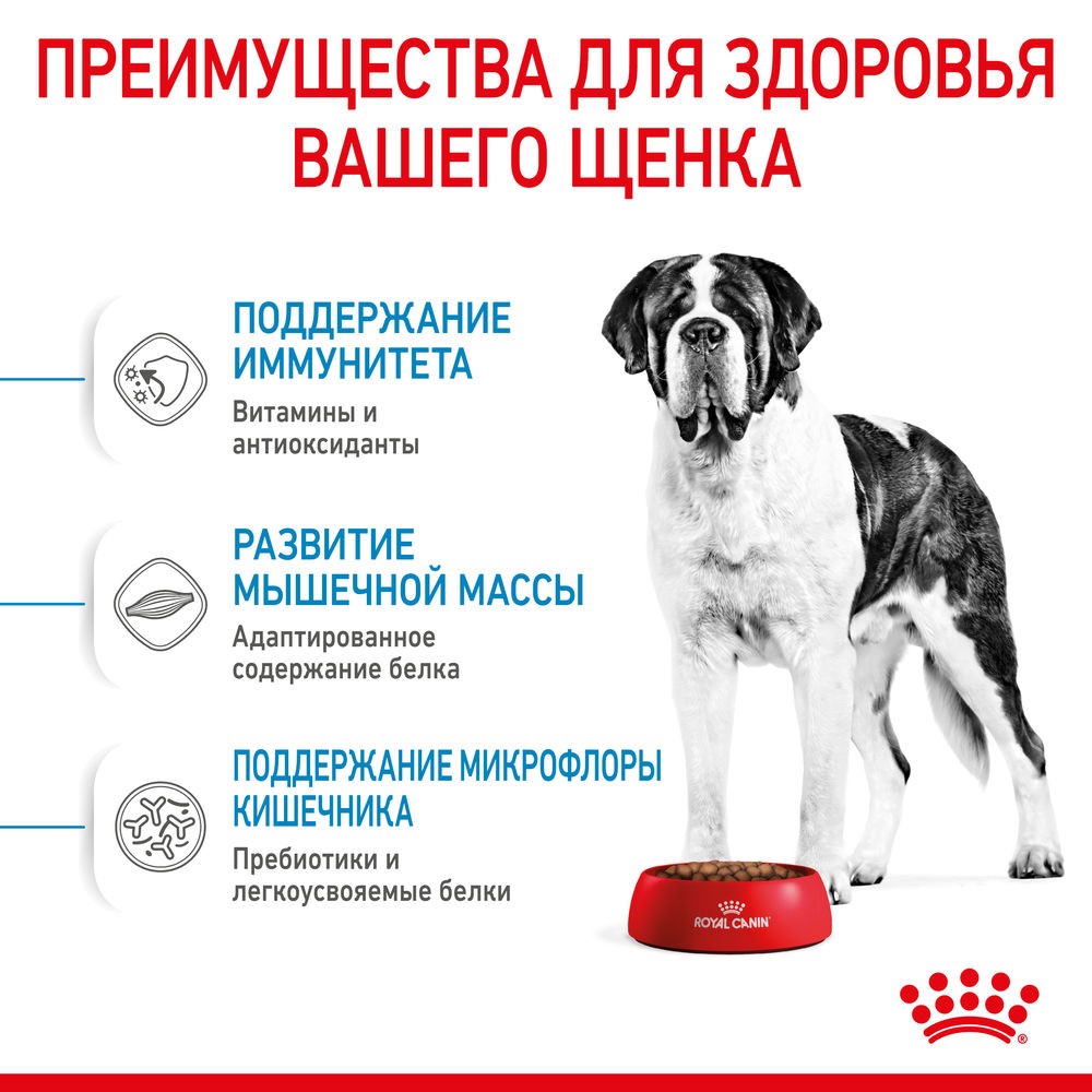 Корм для щенков ROYAL CANIN Giant Junior для очень крупных пород от 8 месяцев сух.