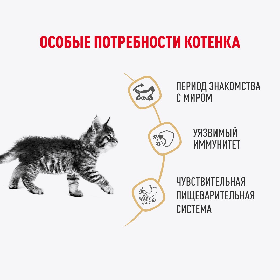 Корм для котят ROYAL CANIN Maine Coon для породы Мэйн Кун, кусочки в соусе пауч