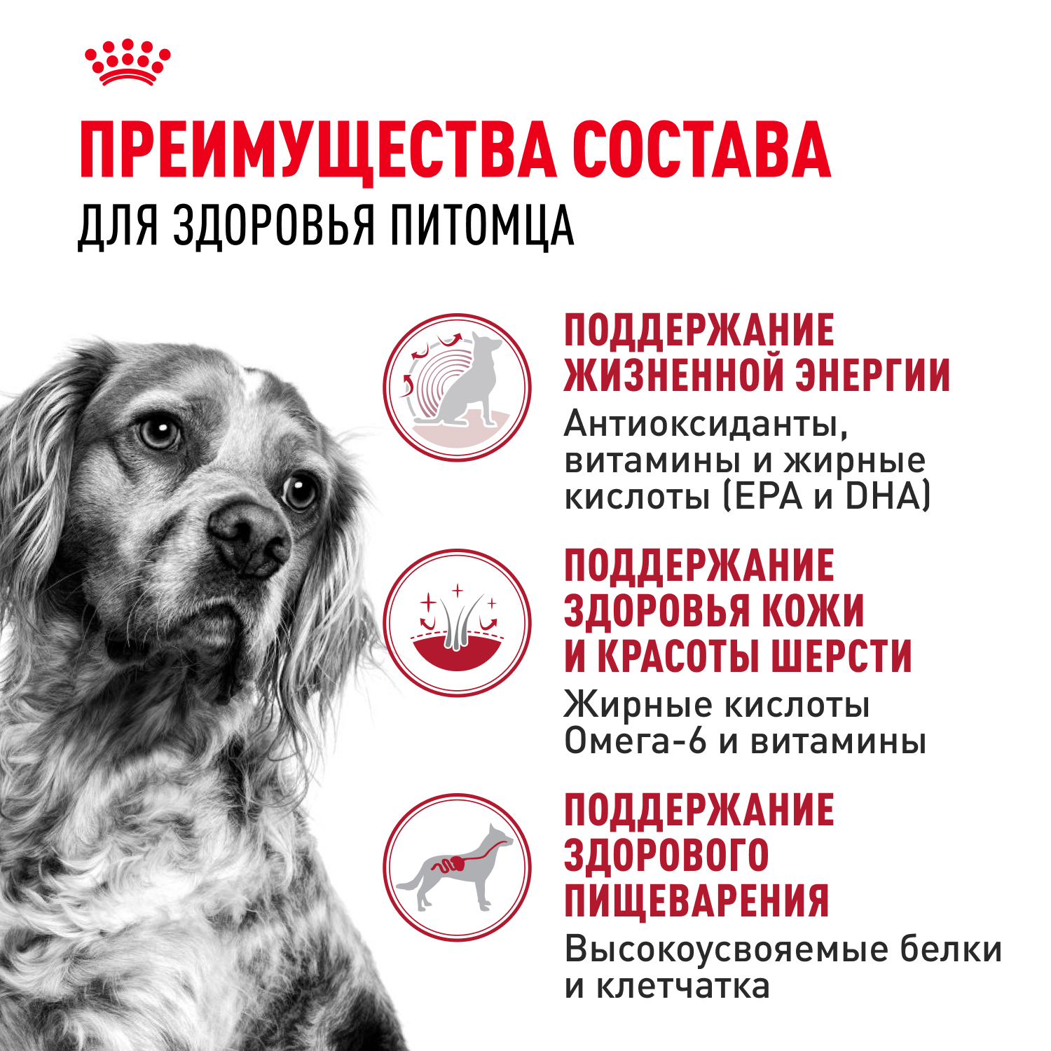 Корм для собак ROYAL CANIN Medium Adult 7+ для средних пород от 7 лет сух.