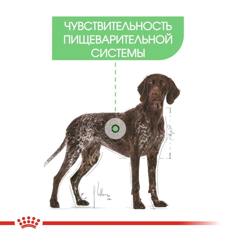 Корм для собак ROYAL CANIN Maxi Digestive Care для крупных пород с чувств. Пищеварением сух.